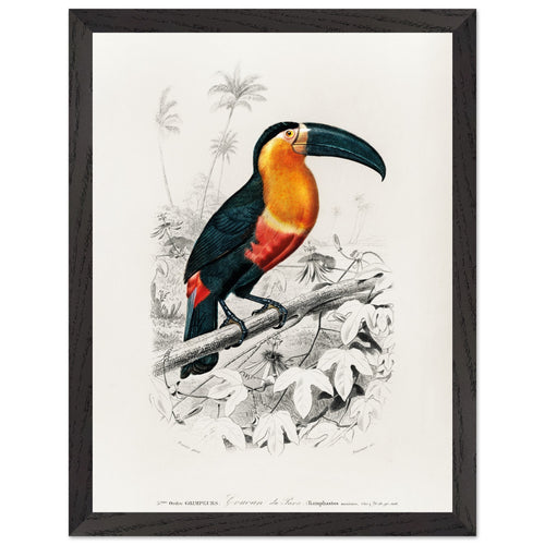 Artfulprints Poster met Lijst Charles Dessalines d'Orbigny - Toucan (ramphastos)   - 30x40 cm - Oranje