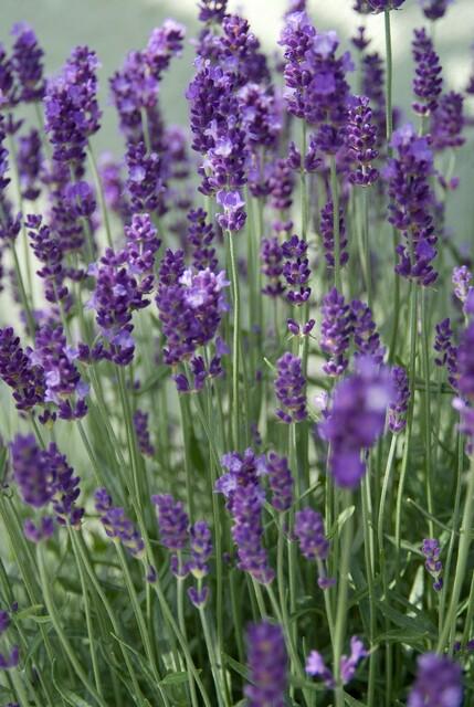 Trendyplants - Lavandula angustifolia 'Dwarf Blue' - 6 stuks - Lavendel - Winterhard - Hoogte 10-30 cm - Potmaat Ø9cm - vtwonen shop