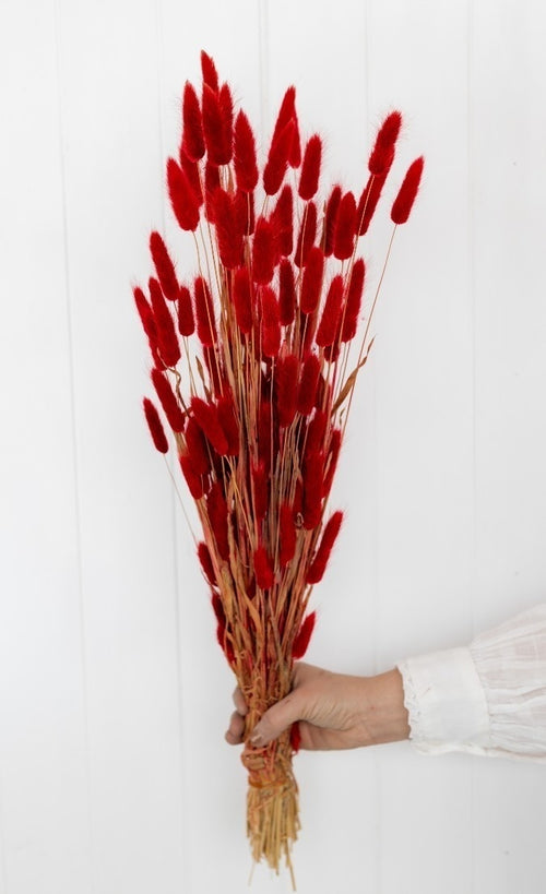 My Flowers.shop Rood gedroogde Hazenstaartjes | Rode Lagurus Ovatus droogbloemen | Lengte ± 70 cm | Per bos - vtwonen shop