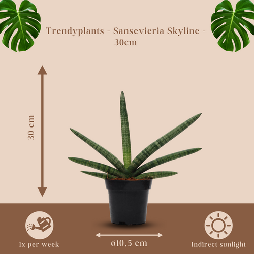 Trendyplants - Sansevieria Skyline - Kamerplant - Hoogte 20-40 cm - Potmaat Ø10,5cm - vtwonen shop