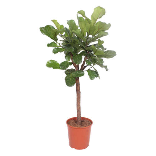 Trendyplants - Ficus Lyrata boom - Tabaksplant - Kamerplant - Hoogte 160-180 cm - Potmaat Ø30cm - vtwonen shop