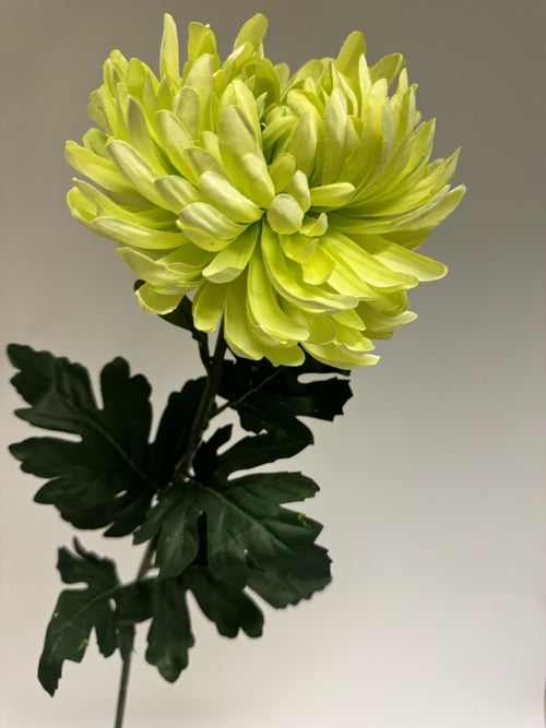 My Flowers.shop Groene chrysant XL zijden bloem | Lengte 90 centimeter | Per stuk - vtwonen shop