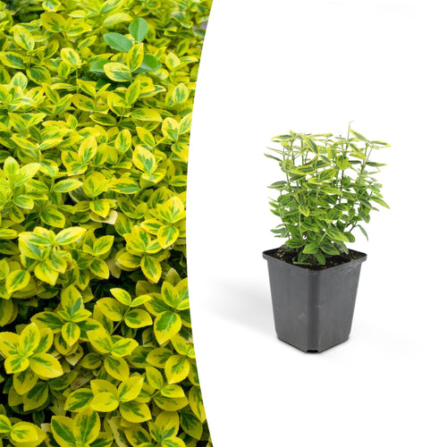 Trendyplants - Euonymus 'Emerald 'n Gold' - 20 stuks - Japanse kardinaalsmuts - Winterhard - Hoogte 10-25cm - Potmaat Ø9cm - vtwonen shop