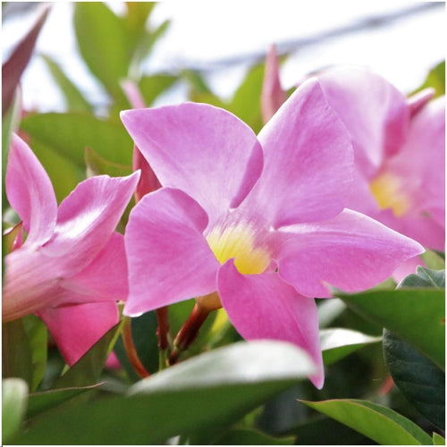 Trendyplants - Dipladenia Pink - 6 stuks - Mandevilla - Hoogte 20-30 cm - Potmaat Ø12 cm - vtwonen shop