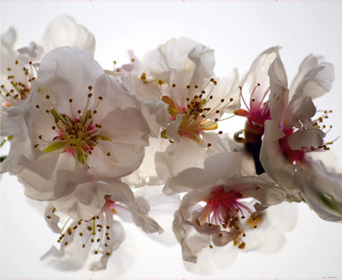 Sanders & Sanders fotobehang bloemen wit en roze - 360 x 270 cm - 600459 - vtwonen shop