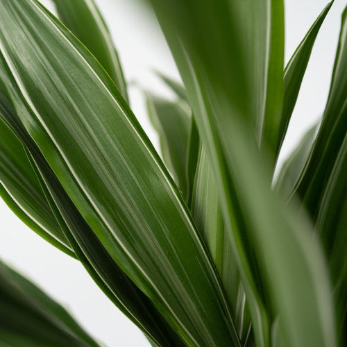 Plant in a Box kamerplant Dracaena Deremensis Warneckei - hoogte 60-70cm - pot 17cm - vtwonen shop