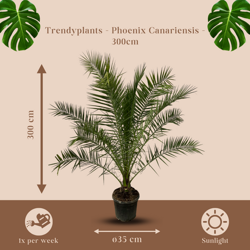 Trendyplants - Phoenix Canariensis - Hoogte 280-320 cm - Dadelpalm - Winterhard - Potmaat Ø40cm - vtwonen shop