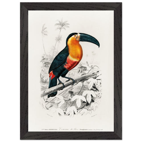 Artfulprints Poster met Lijst Charles Dessalines d'Orbigny - Toucan (ramphastos)   - A4 21x29.7 cm - Oranje