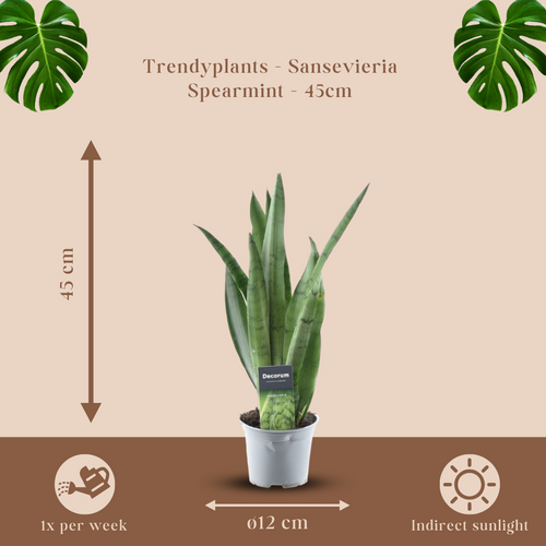 Trendyplants - Sansevieria Spearmint - Kamerplant - Hoogte 35-55 cm - Potmaat Ø12cm - vtwonen shop