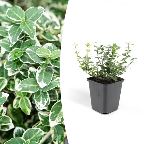 Trendyplants - Euonymus 'Emerald 'n Gaiety' - Japanse kardinaalsmuts - 20 stuks - Winterhard - Hoogte 10-20cm - Potmaat Ø9cm - vtwonen shop