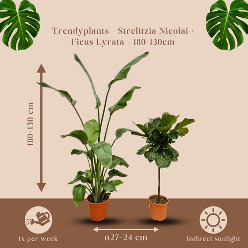 Trendyplants - Strelitzia Nicolai - 180 cm - Ø27cm + Ficus Lyrata stam - 130 cm - Ø24cm - vtwonen shop