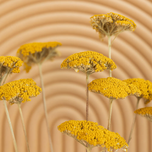 My Flowers.shop Geel naturel gedroogd Duizendblad | Geel naturelle Achillea Parker droogbloemen | 10 stelen per bos | Lengte 65 centimeter - vtwonen shop