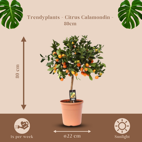 Trendyplants - Citrus Calamondin - Sinaasappelboom - Tuinplant - Hoogte 70-90 cm - Potmaat Ø22cm - vtwonen shop