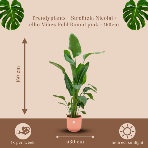 Trendyplants - Strelitzia Nicolai inclusief elho Vibes Fold Round roze - 160 cm - Ø30cm - vtwonen shop