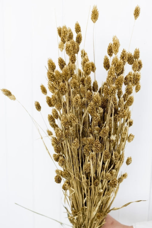 My Flowers.shop Goudkleurig gedroogd Kanariegras | Goudkleurige Phalaris droogbloemen | Lengte ± 65 cm | Per bos - vtwonen shop