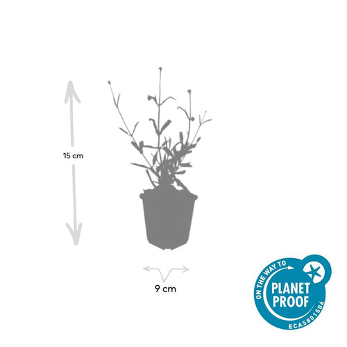 Trendyplants - Verbena bonariensis 'Lollipop' - 12 stuks - IJzerhard - Winterhard - Hoogte 10-30 cm - Potmaat Ø9cm - vtwonen shop