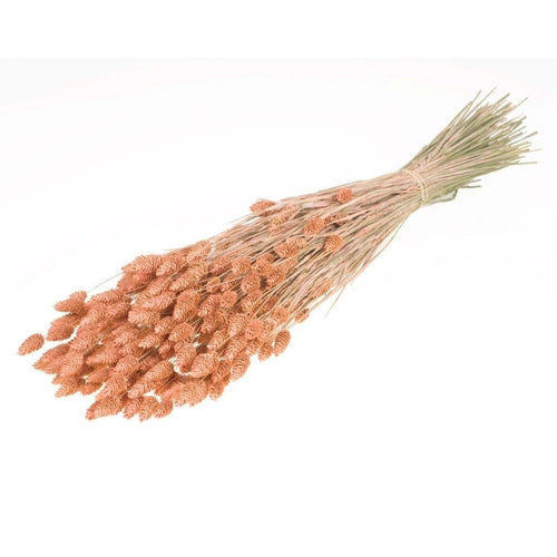 My Flowers.shop Zalmkleurig gedroogd Kanariegras | Zalmkleurige Phalaris droogbloemen | Lengte ± 65 cm | Per bos - vtwonen shop