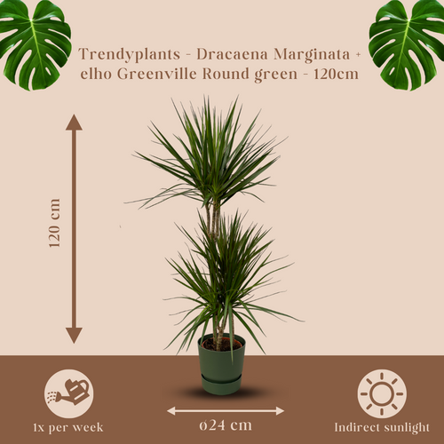 Trendyplants - Dracaena Marginata - ↨120cm - Ø21cm inclusief elho Greenville Round groen Ø24cm x ↨23cm - vtwonen shop