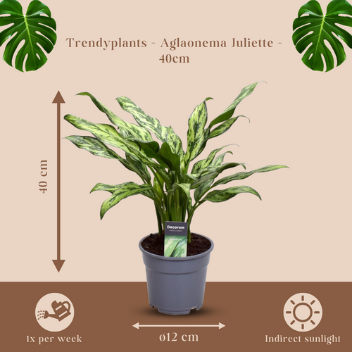 Trendyplants - Aglaonema Juliette - Kamerplant - Hoogte 30-50 cm - Potmaat Ø12cm - vtwonen shop