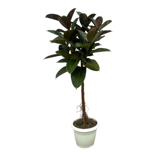 Trendyplants - Ficus Elastica Robusta stam - Rubberboom - Hoogte 130-150 cm - Potmaat Ø32cm - vtwonen shop