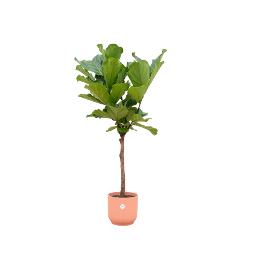 Trendyplants - Ficus Lyrata stam inclusief elho Vibes Fold Round roze - 160 cm - Ø30cm - vtwonen shop