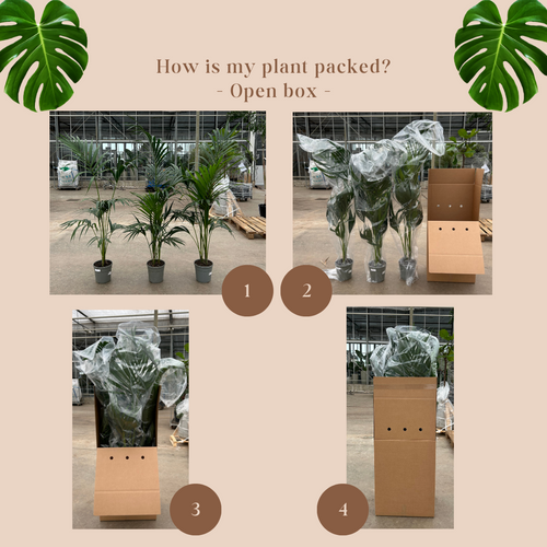 Trendyplants - Ficus Lyrata vertakt - Tabaksplant - Kamerplant - Hoogte 190-210 cm - Potmaat Ø32cm - vtwonen shop