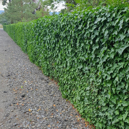 Trendyplants - Hedera Hibernica - 40 stuks - Atlantisch klimop - Winterhard - Hoogte 15-25cm - Potmaat Ø9cm - vtwonen shop