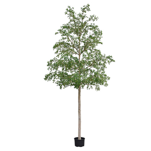 Maxifleur Bucida shady Lady Kunstboom 400cm groen