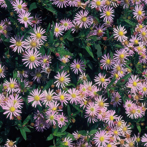 Trendyplants - Aster ageratoides 'Asran' - 12 stuks - Herfstaster - Winterhard - Hoogte 20-30 cm - Potmaat Ø9cm - vtwonen shop