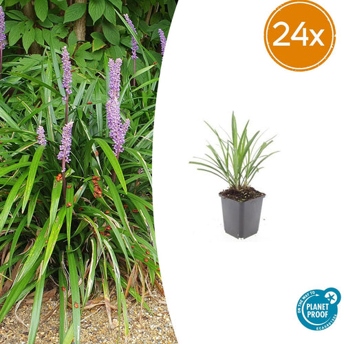 Trendyplants - Liriope muscari 'Ingwersen' - 24 stuks - Leliegras - Winterhard - Hoogte 10-30 cm - Potmaat Ø9cm - vtwonen shop