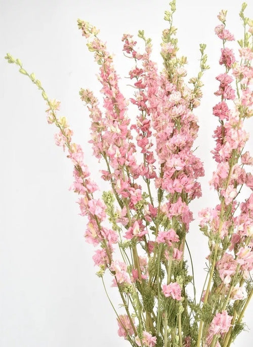 My Flowers.shop Roze gedroogd Ridderspoor | Delphinium droogbloemen | Lengte 70 centimeter | Per bos - vtwonen shop