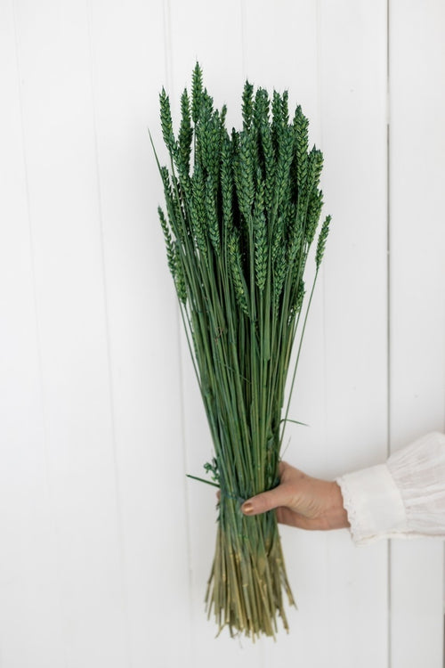 My Flowers.shop Groen gedroogde tarwe | Groene Triticum droogbloemen | Lengte ± 70 centimeter | Per bos - vtwonen shop