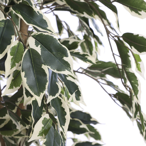 Mica Decorations Ficus Kunstplant - H110 x Ø70 cm - Groen Bont