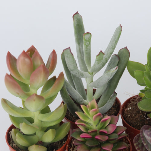 Plant in a Box succulent Mini Succulenten Mix - hoogte 5-10cm - pot 5,5cm - vtwonen shop