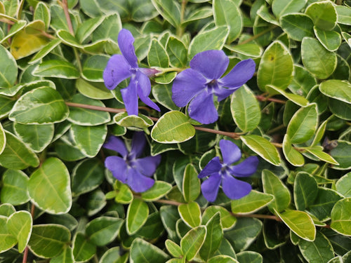Trendyplants - Vinca minor 'Argenteovariegata' - 24 stuks - Maagdenpalm - Winterhard - Hoogte 10-30 cm - Potmaat Ø9cm - vtwonen shop