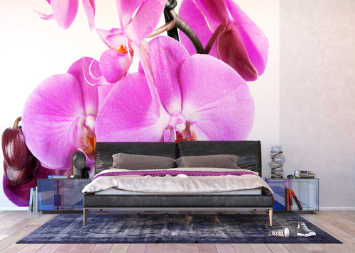 Sanders & Sanders fotobehang bloemen roze - 360 x 254 cm - 600366
