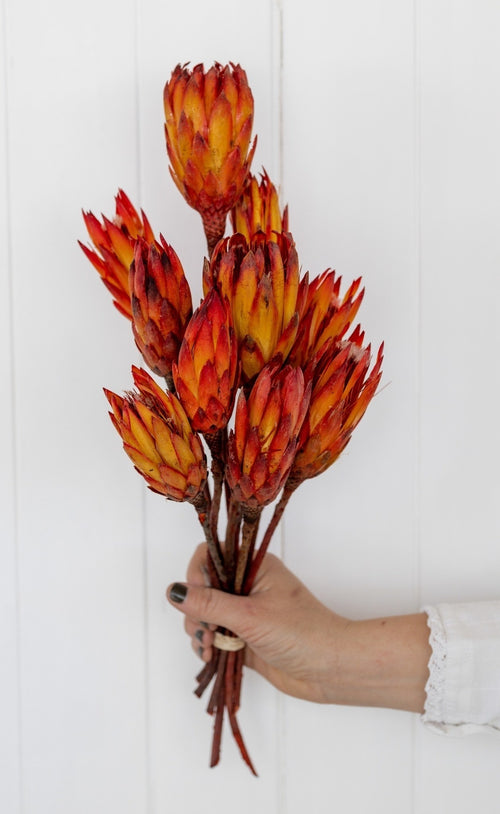 My Flowers.shop Rood oranje gedroogde Protea Pendula | Lengte ± 45 centimeter | Per 10 takken - vtwonen shop