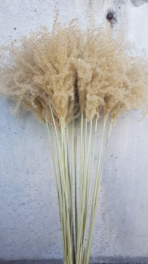 My Flowers.shop Naturel gedroogd Vedergras | Naturelle Stipa of Stypa Penata | Lengte 55 centimeter | Per tien pluimpjes - vtwonen shop