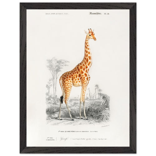 Artfulprints Poster met Lijst Charles Dessalines d'Orbigny - Giraffe (giraffa camelopardalis)   - 30x40 cm - Oranje