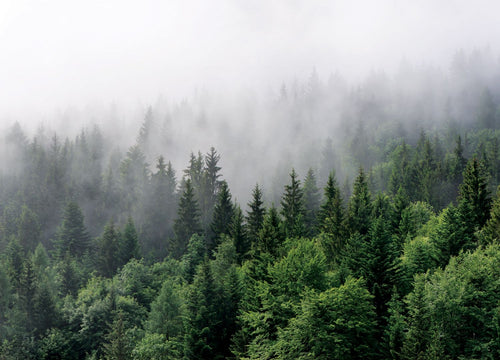 Sanders & Sanders fotobehang berglandschap met bomen groen - 270 x 375 cm - 601166 - vtwonen shop