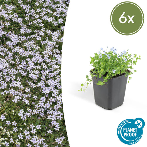 Trendyplants - Isotoma fluviatilis - 6 stuks - Blauwkussen / Kruiplobelia - Winterhard - Hoogte 10-30 cm - Potmaat Ø9cm - vtwonen shop