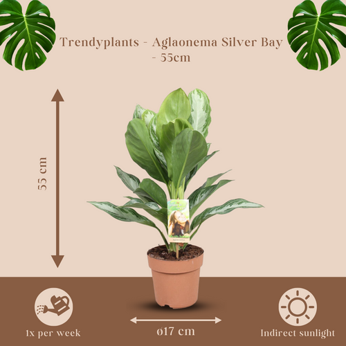 Trendyplants - Aglaonema Silver Bay - Kamerplant - Hoogte 45-65 cm - Potmaat Ø17cm - vtwonen shop