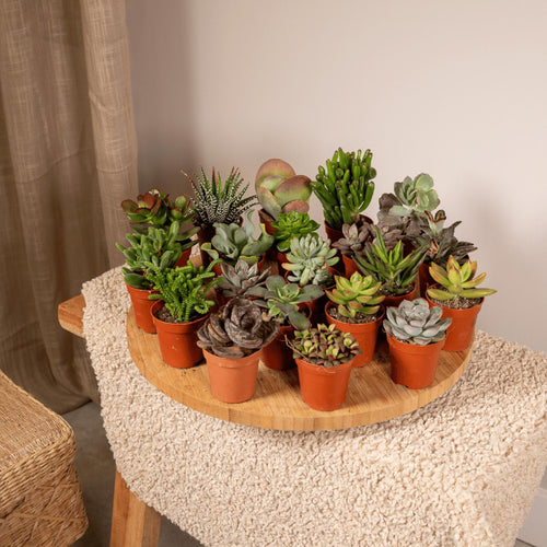 Trendyplants - Succulenten mix 30 stuks - Hoogte 5-15 cm - Potmaat Ø5,5cm - vtwonen shop