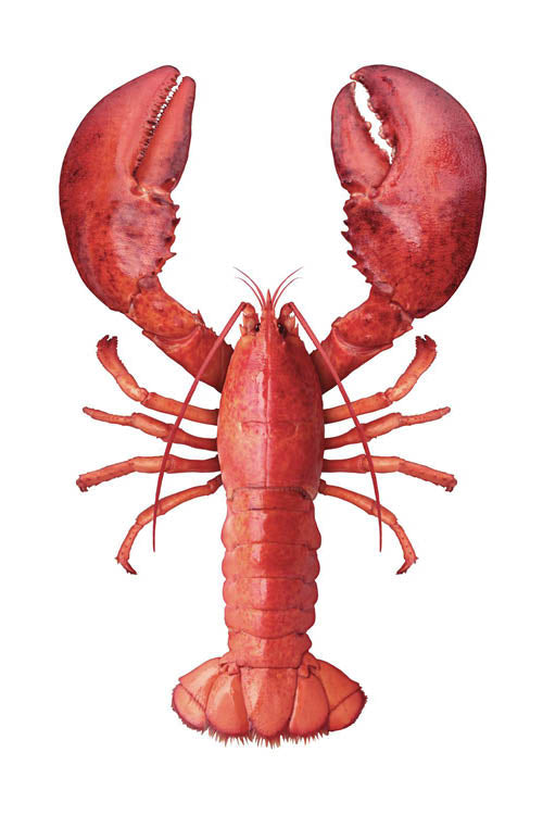 ESTAhome muursticker kreeft rood - 145 x 97 cm - 159042 - vtwonen shop