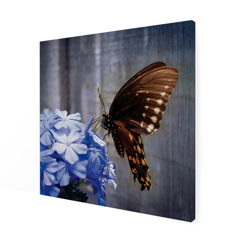 Art for the Home Buitencanvas - Vlinder op een bloem - 50x50cm