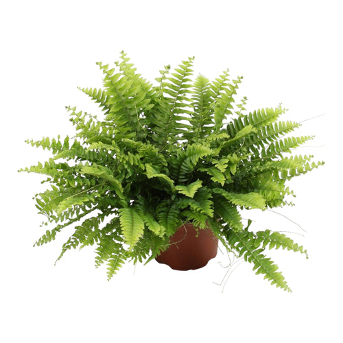 Trendyplants - Nephrolepis Boston Green Moment - Krulvaren - Kamerplant - Hoogte 15-35 cm - Potmaat Ø12cm - vtwonen shop