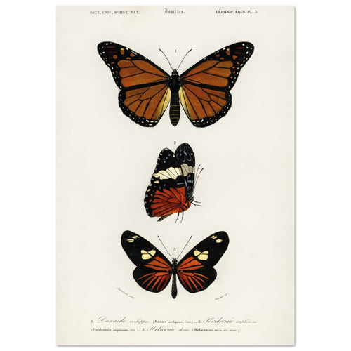 Artfulprints Poster Charles Dessalines d'Orbigny - Butterfly   - 70x100 cm - Bruin