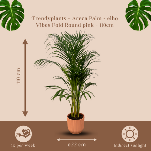 Trendyplants - Areca palm - ↨110cm - Ø21cm inclusief elho Vibes Fold Round roze Ø22cm x ↨20cm - vtwonen shop