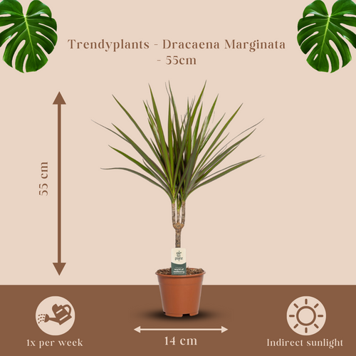 Trendyplants - Dracaena Marginata - Drakenbloedboom - Kamerplant - Hoogte 45-65 cm - Potmaat Ø14cm - vtwonen shop