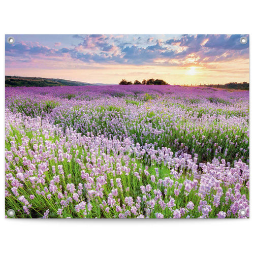 Reinders tuinposter Lavendelveld - 60x80cm